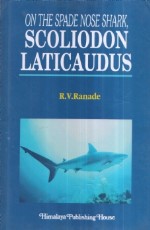 On The Spade Nose Shark Scoliodon Laticaudus