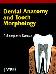 Dental Anatomy and Tooth Morphology, 2004