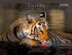 Tigers / My Life Ranthambhore And Beyond 