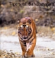 TIGERS OF BANDHAVGARH : THE EYES OF THE JUNGLE 