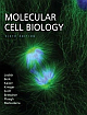 Molecular Cell Biology  6th Edition