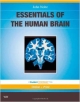 Essentials Of The Human Brain: With Student Consult Online Access (Pb 2010)