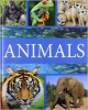 Animals 